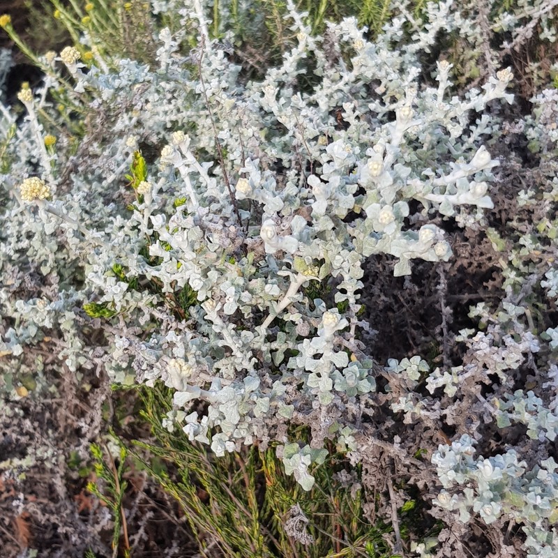 Helichrysum patulum photo 3