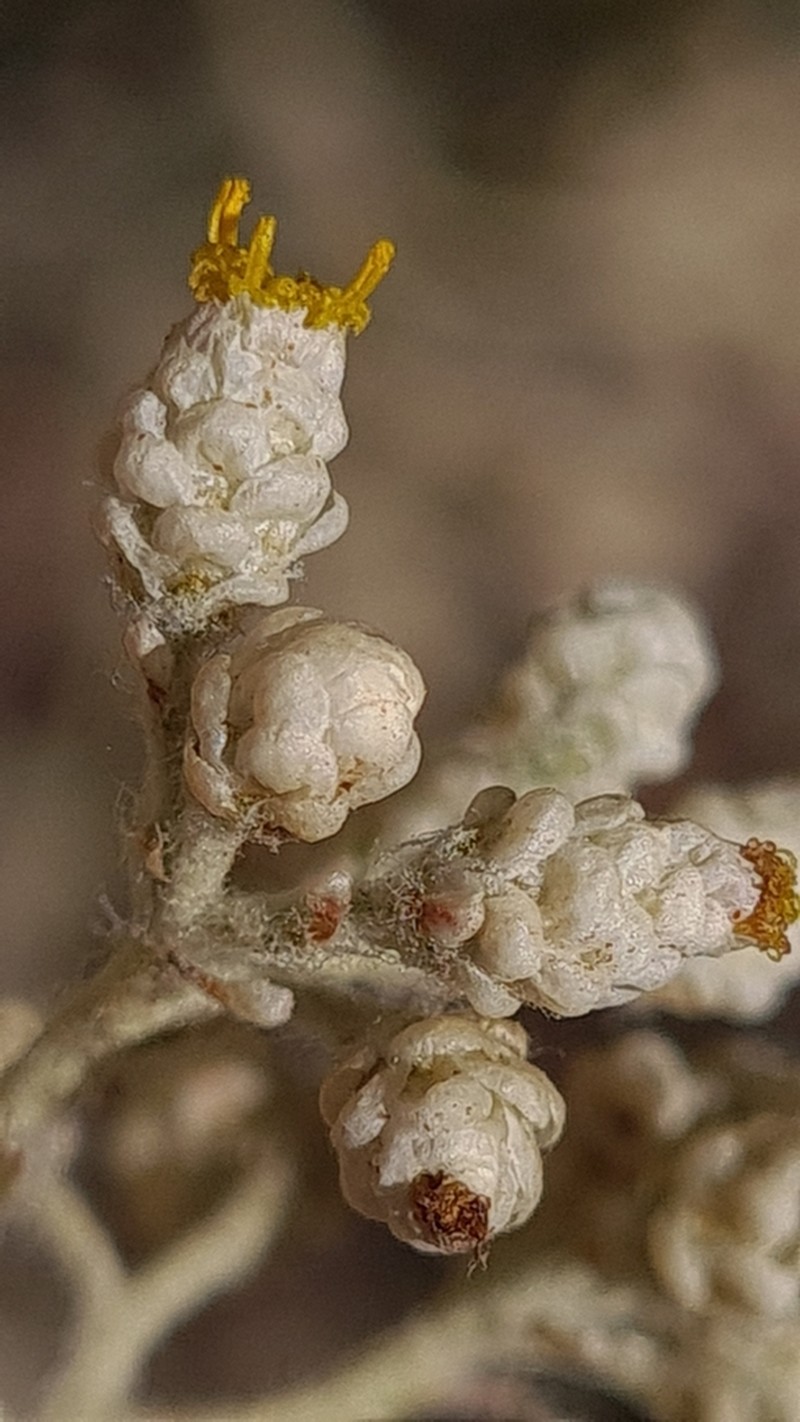 Helichrysum patulum photo 4