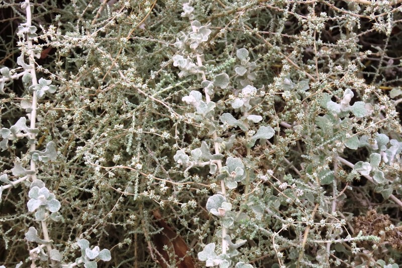 Helichrysum patulum photo 5