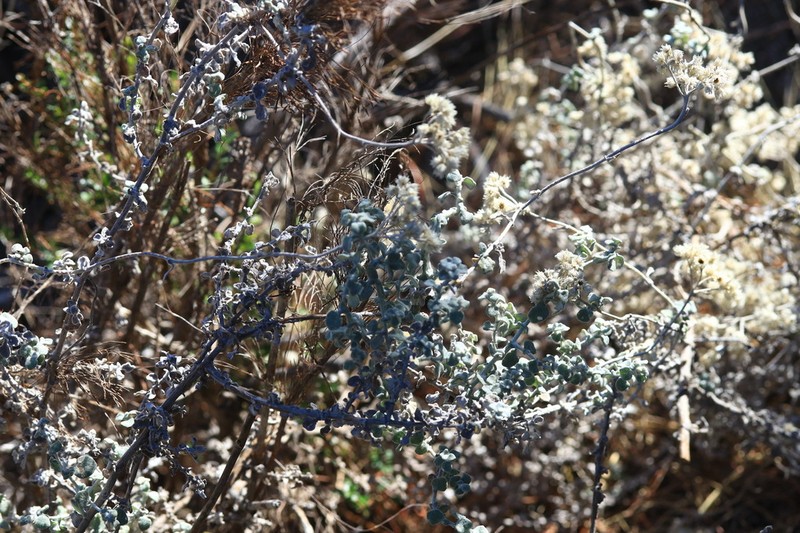 Helichrysum patulum photo 6
