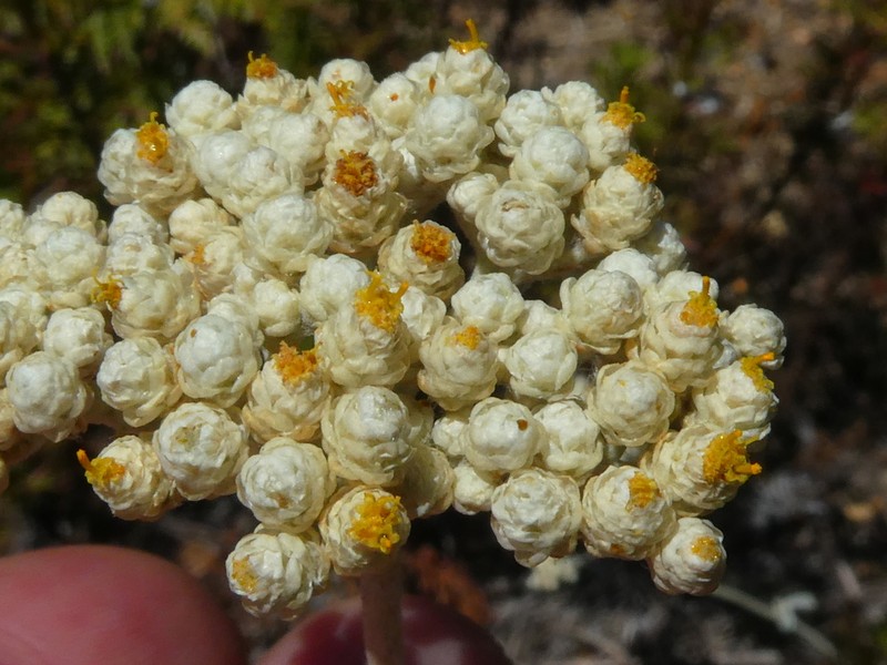 Helichrysum patulum photo 7