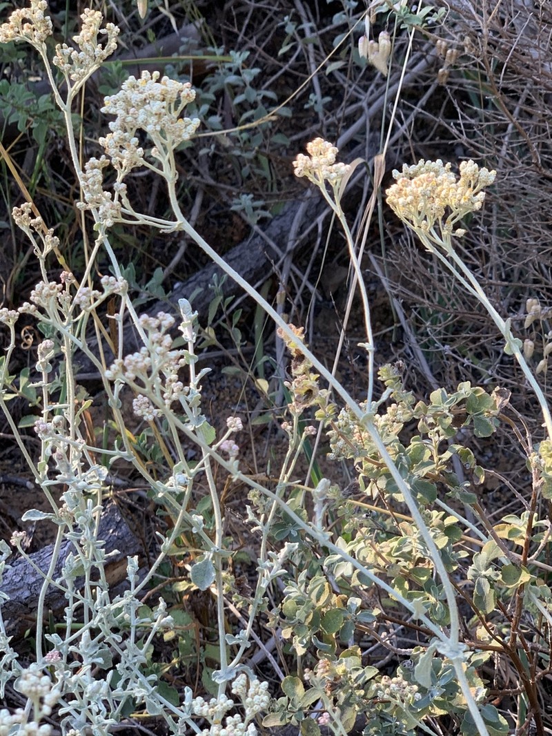Helichrysum patulum photo 8