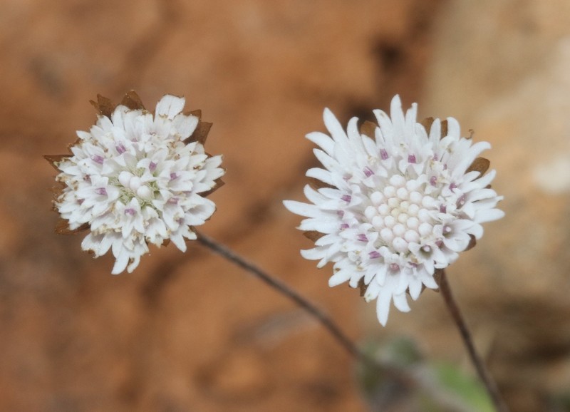 Helichrysum paulayanum
