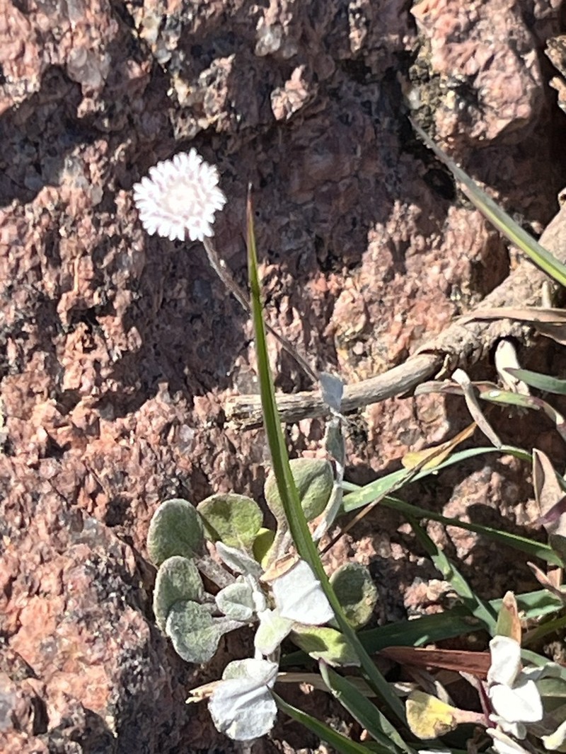 Helichrysum paulayanum photo 2