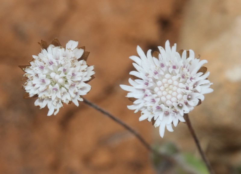 Helichrysum paulayanum photo 5