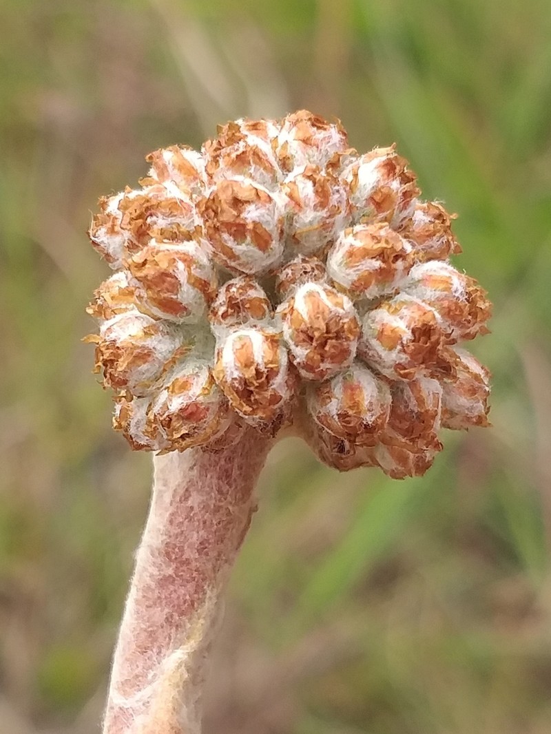 Helichrysum pedunculatum photo 2