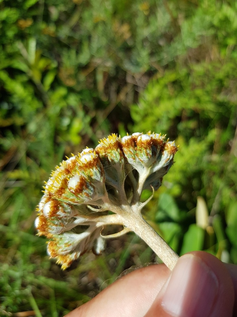 Helichrysum pedunculatum photo 3