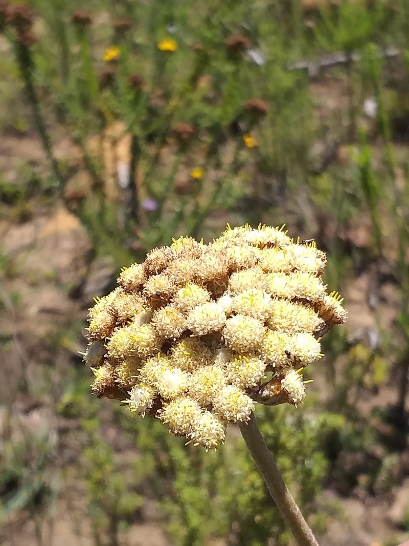 Helichrysum pedunculatum photo 4