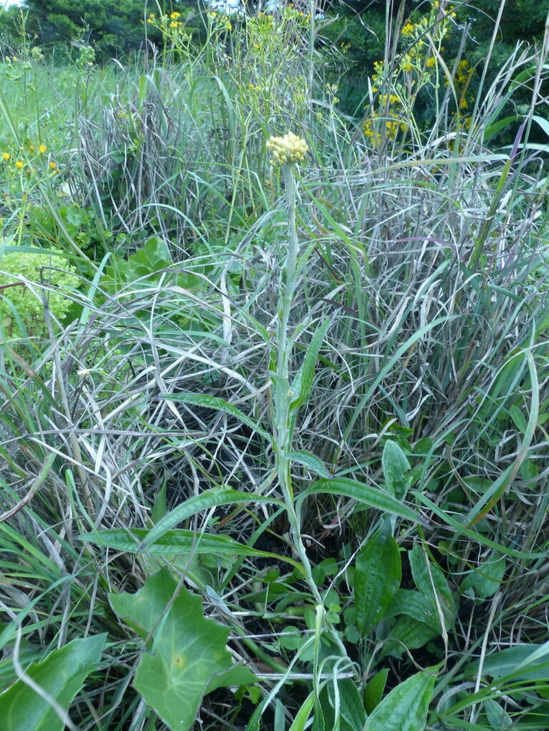 Helichrysum pedunculatum photo 5