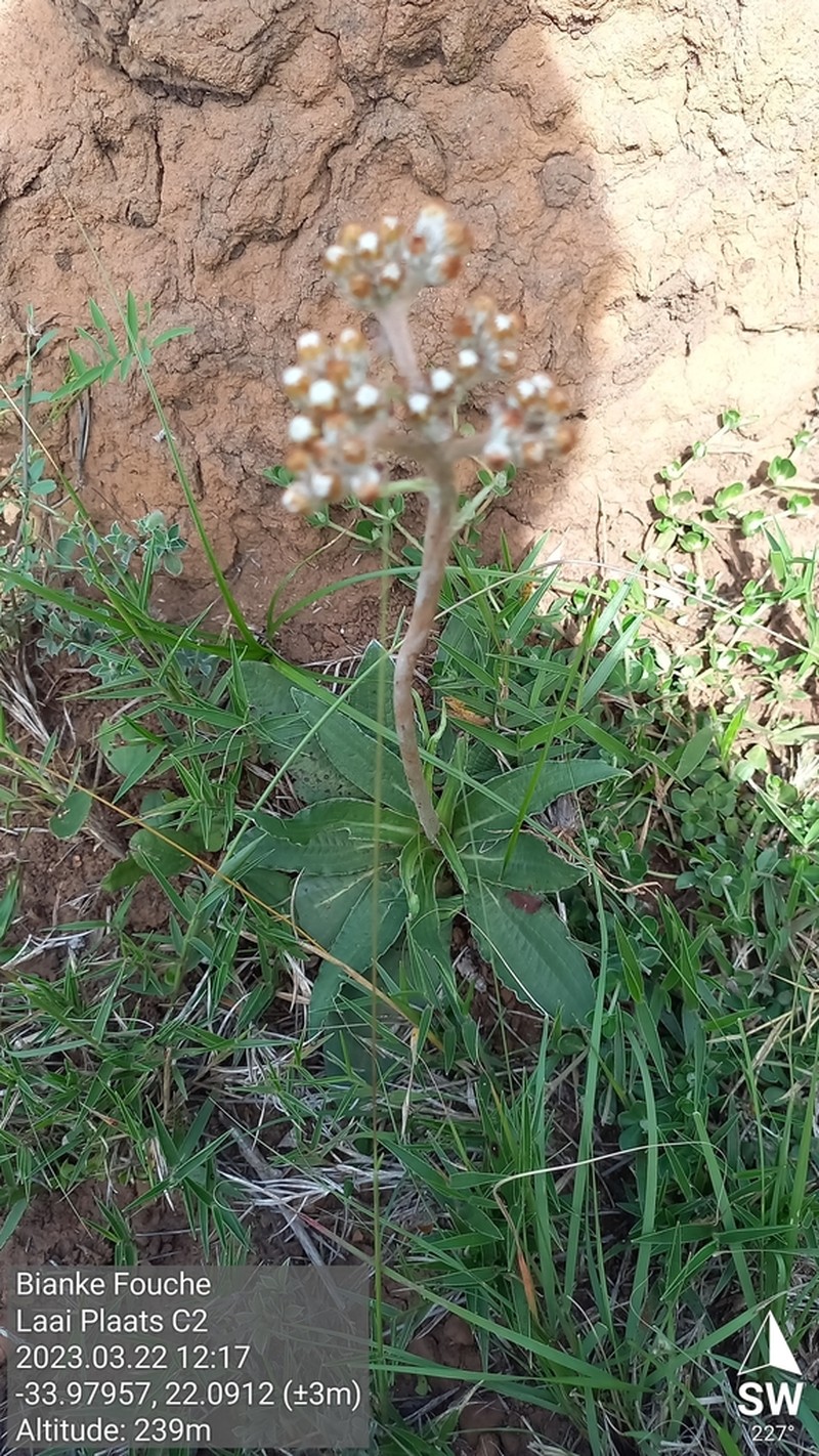Helichrysum pedunculatum photo 6
