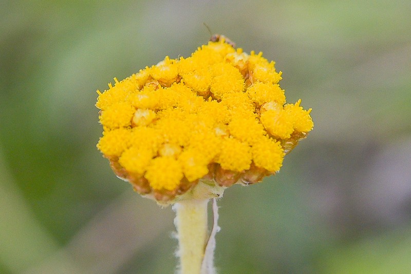 Helichrysum pedunculatum photo 7