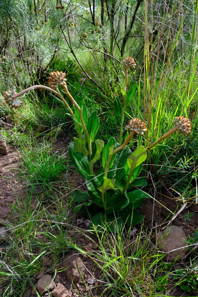 Helichrysum pedunculatum photo 8