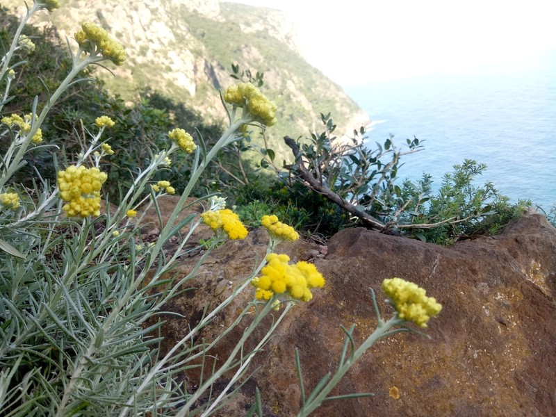 Helichrysum pendulum