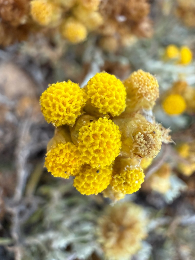 Helichrysum pendulum photo 2
