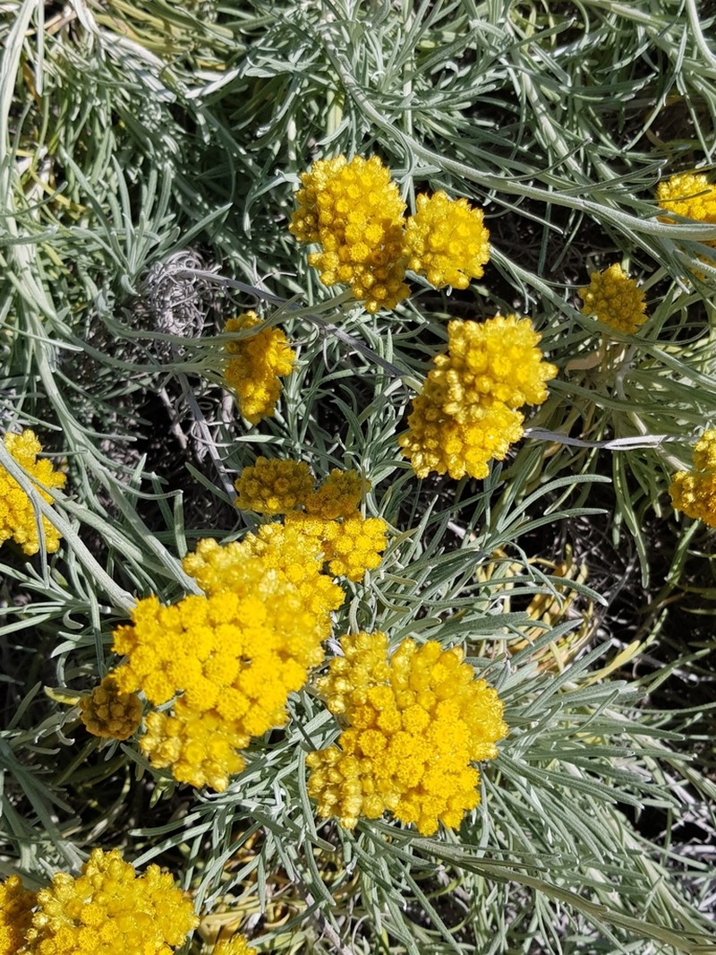 Helichrysum pendulum photo 3