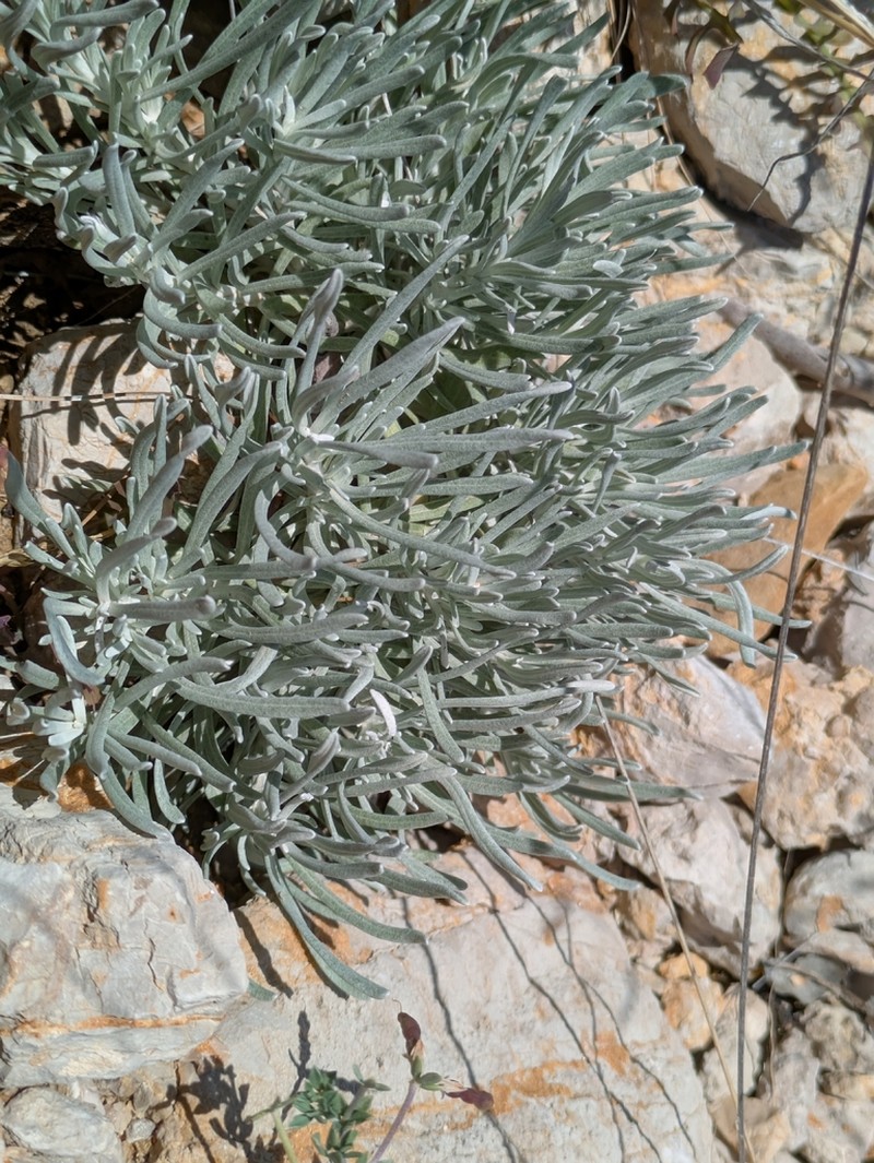 Helichrysum pendulum photo 4