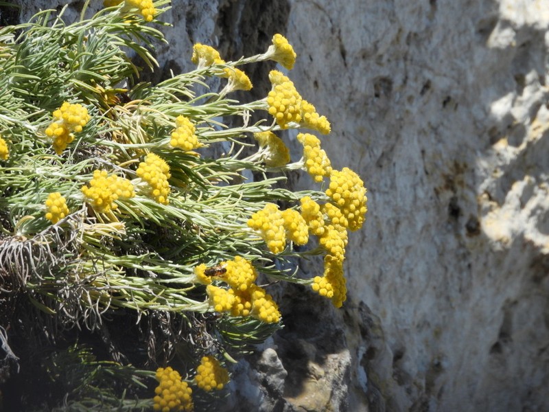Helichrysum pendulum photo 5
