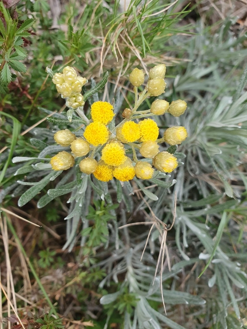 Helichrysum pendulum photo 6