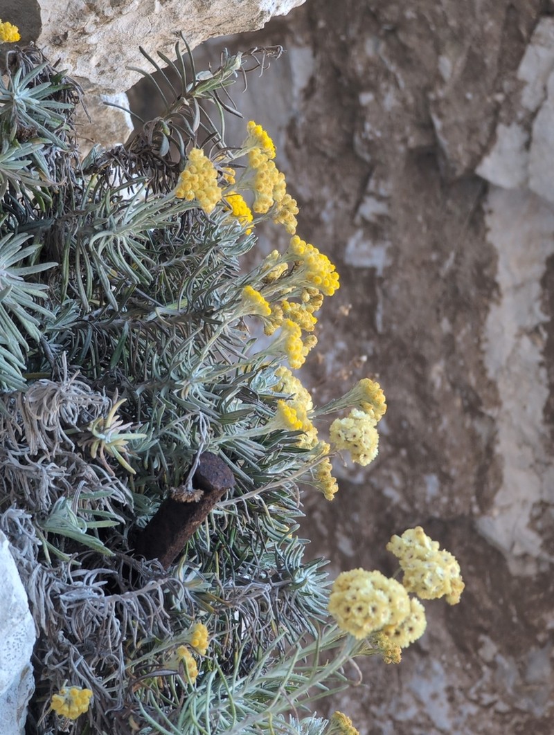 Helichrysum pendulum photo 7