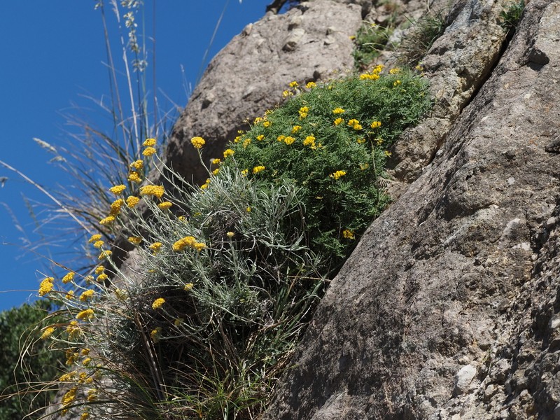 Helichrysum pendulum photo 8