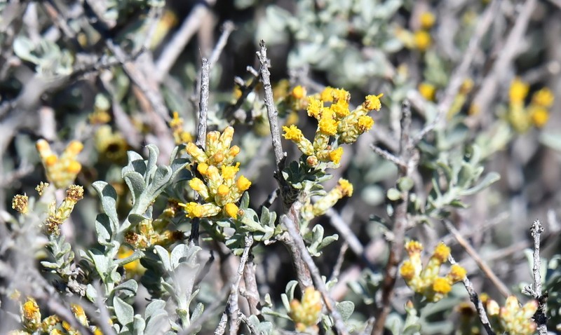 Helichrysum pentzioides photo 2