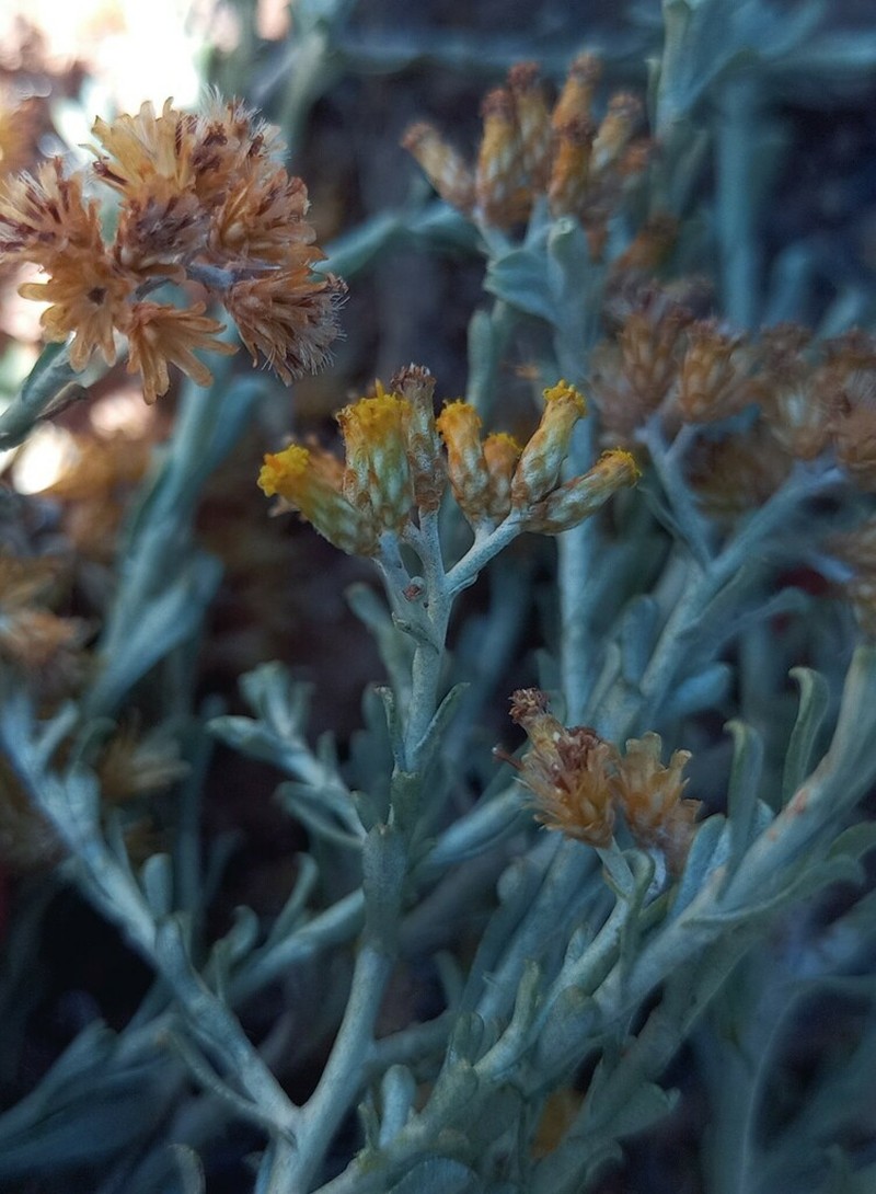 Helichrysum pentzioides photo 3