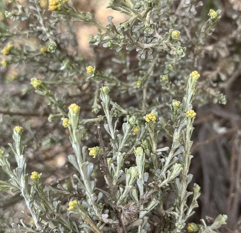 Helichrysum pentzioides photo 4