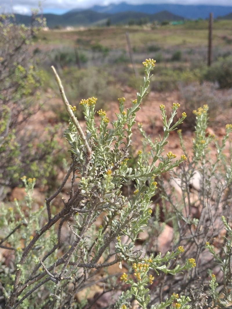 Helichrysum pentzioides photo 5