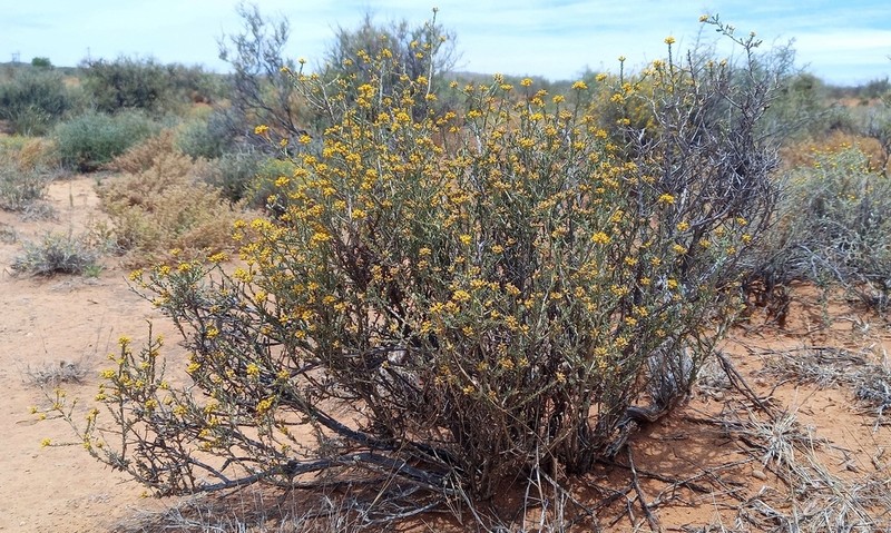 Helichrysum pentzioides photo 6