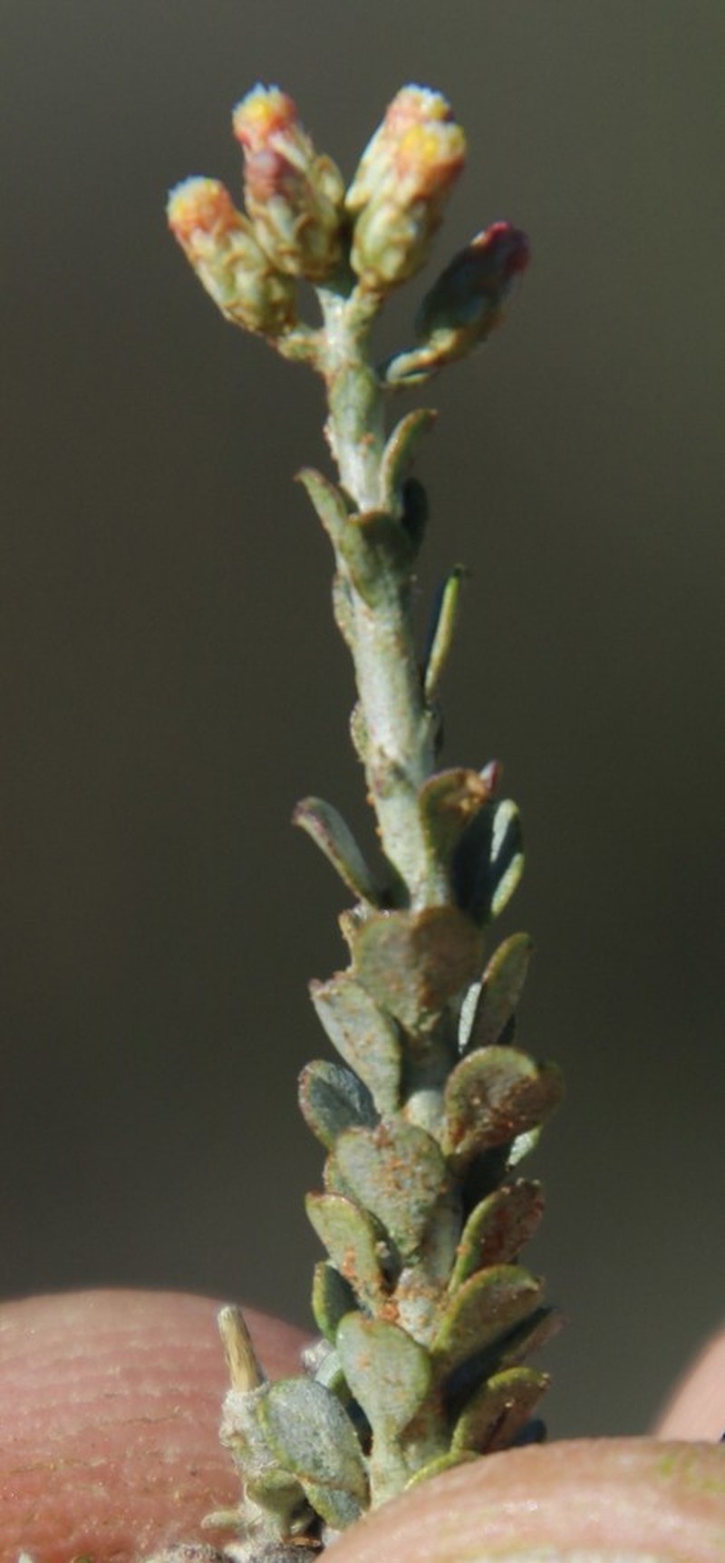 Helichrysum pentzioides photo 7