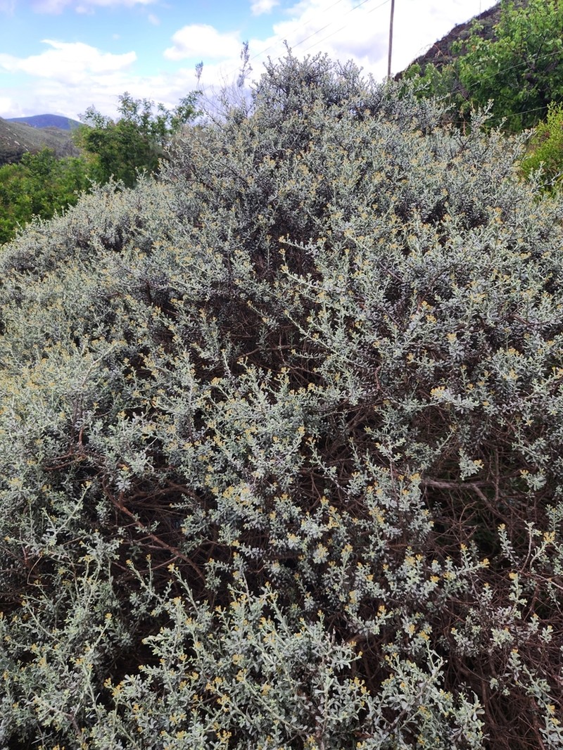 Helichrysum pentzioides photo 8