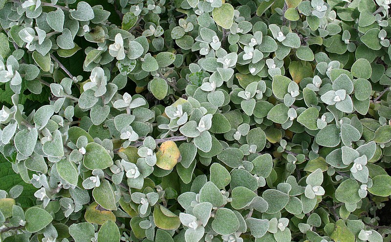 Licorice-Plant photo 2