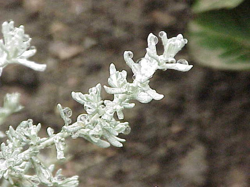 Licorice-Plant photo 3