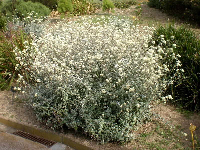 Licorice-Plant photo 6