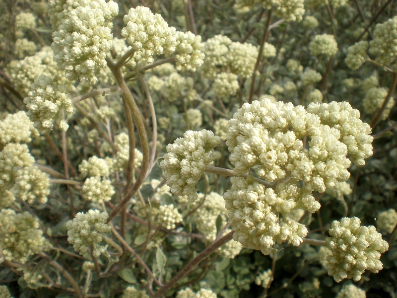 Licorice-Plant photo 4