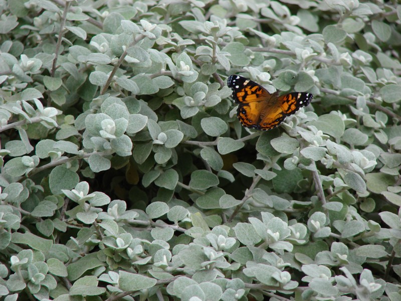 Licorice-Plant photo 5