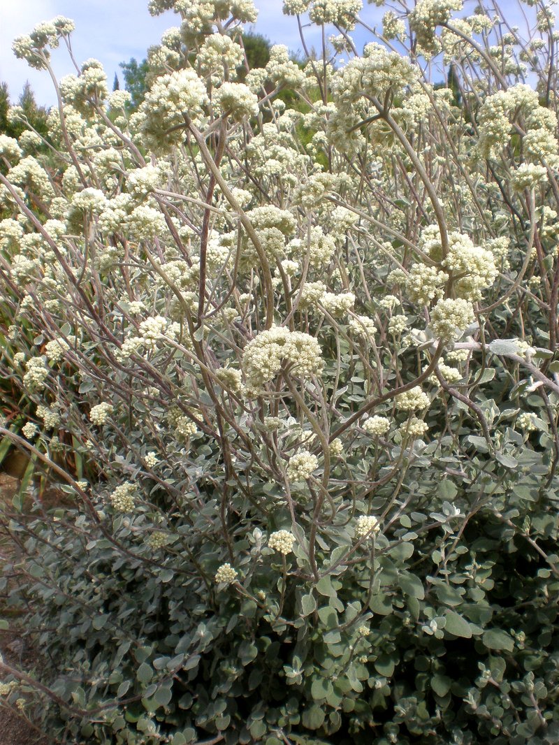 Licorice-Plant photo 7