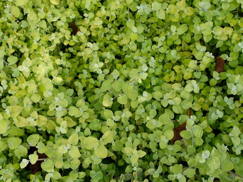 Licorice-Plant photo 8