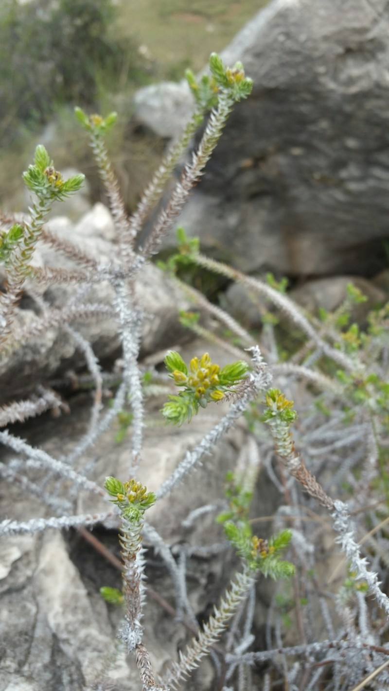 Helichrysum phylicifolium