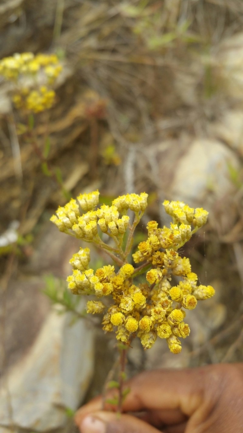 Helichrysum phylicifolium photo 2