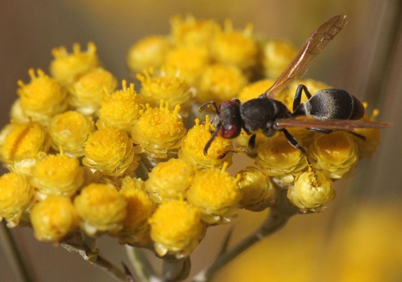 Helichrysum phylicifolium photo 3