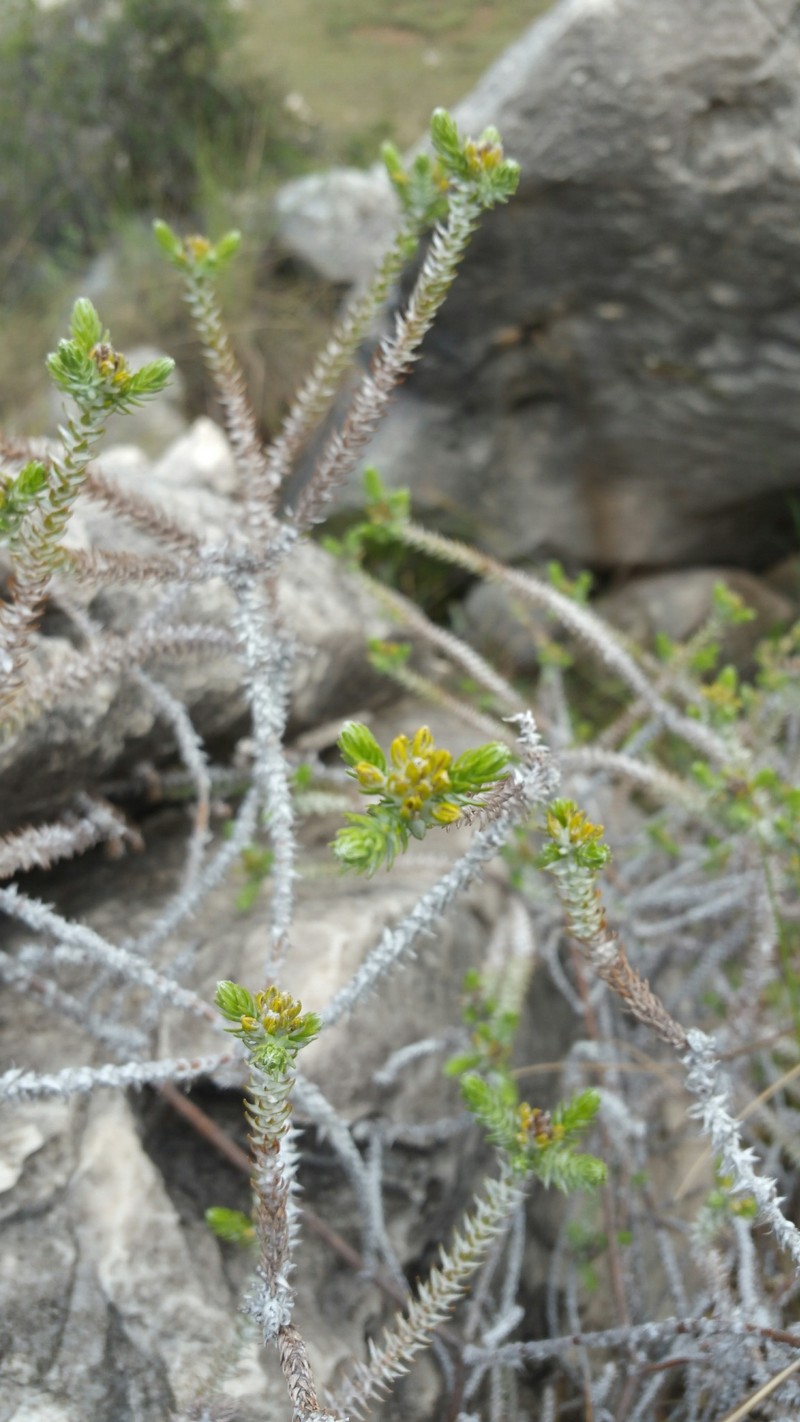 Helichrysum phylicifolium photo 4