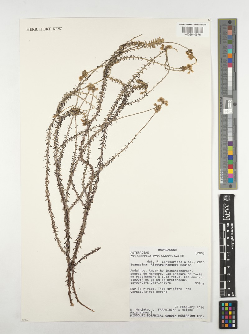 Helichrysum phylicifolium photo 7