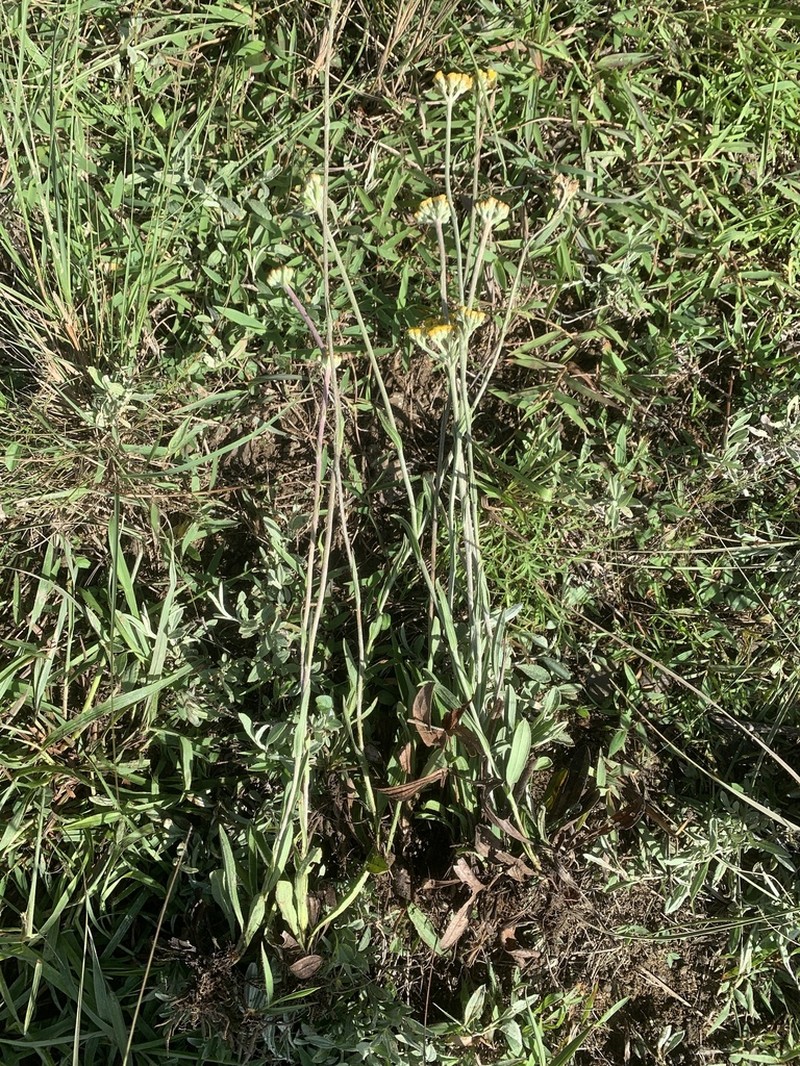Helichrysum plantago