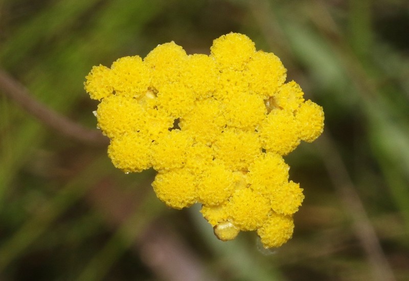 Helichrysum plantago photo 2