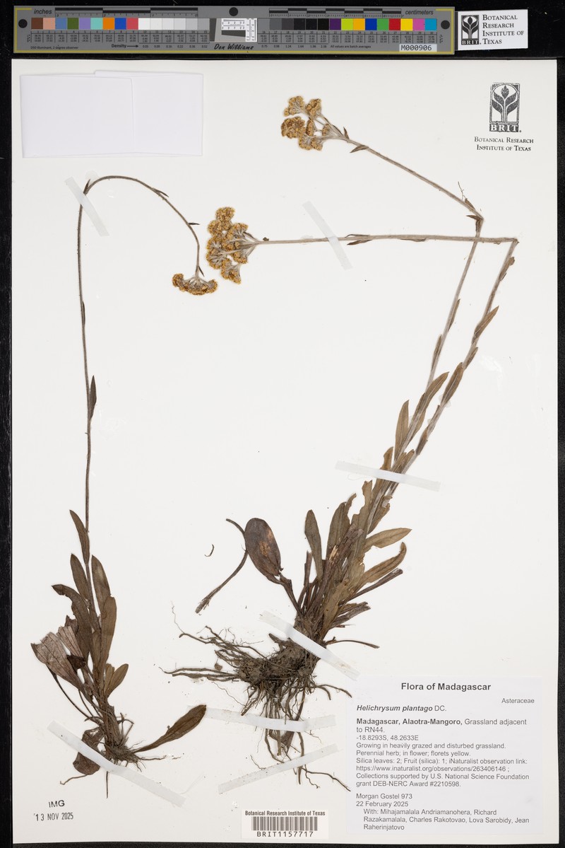 Helichrysum plantago photo 3