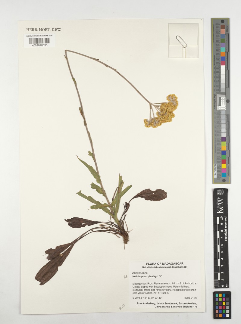Helichrysum plantago photo 6