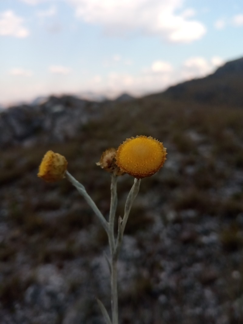 Helichrysum platycephalum photo 2