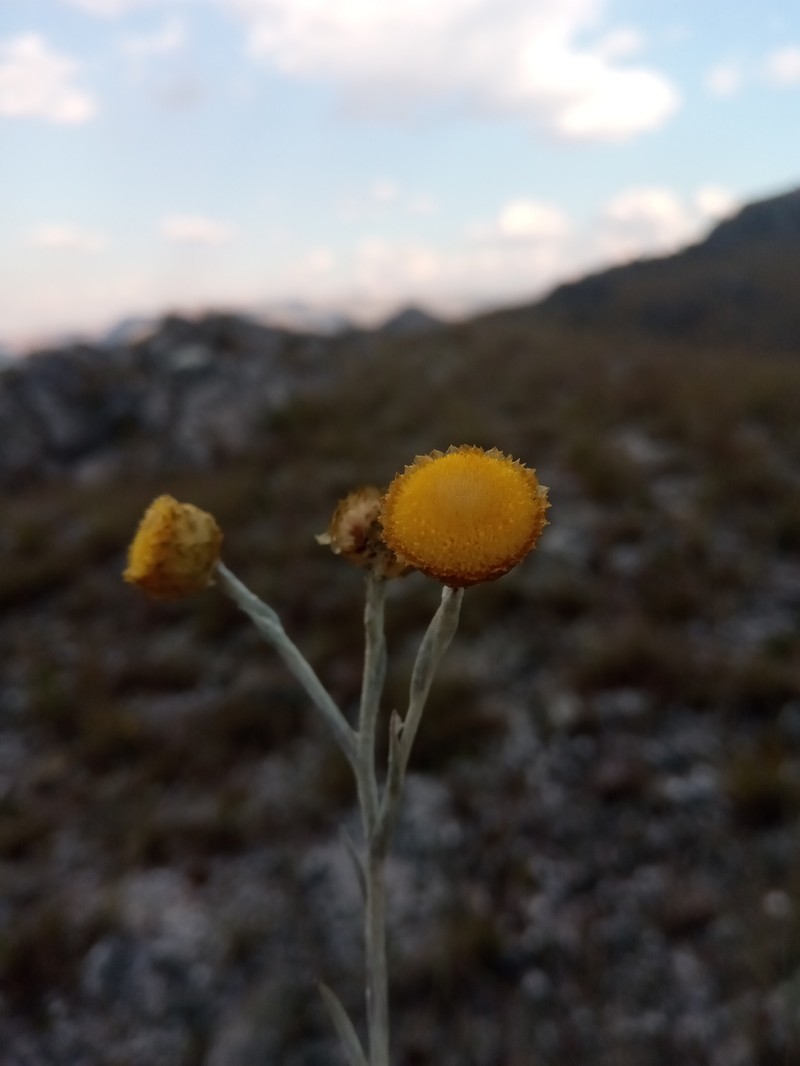 Helichrysum platycephalum photo 3