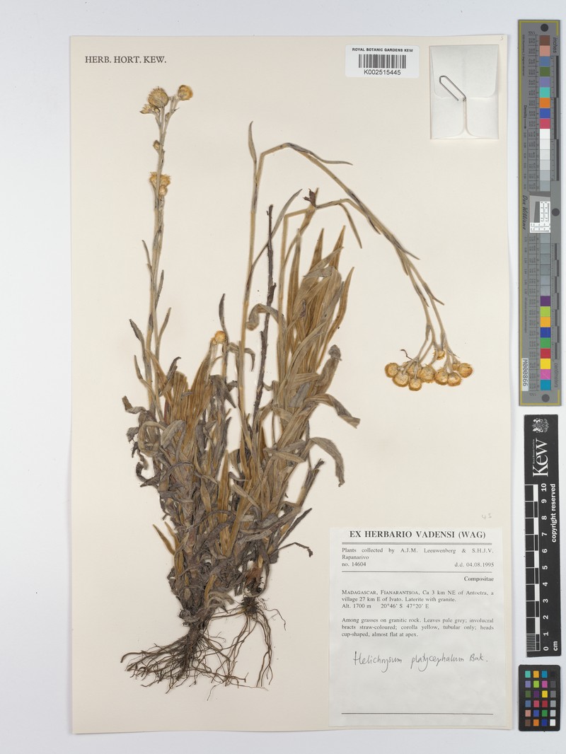 Helichrysum platycephalum photo 4